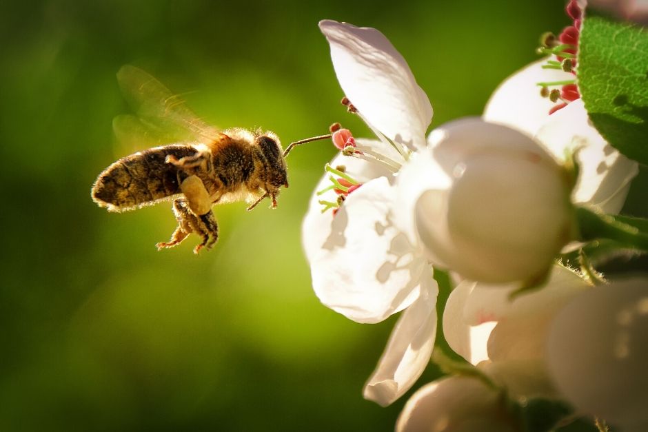 Online feladatbank – A telhetetlen méhecske
