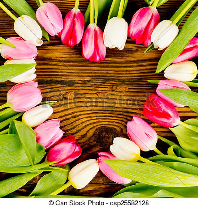 tulipán-szív-stock-fotó_csp25582128.jpg