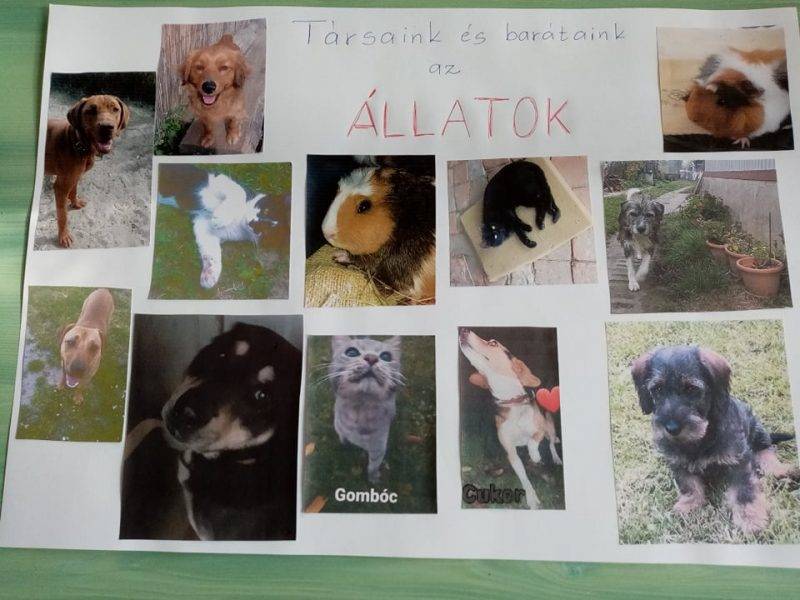 boldogság-állatok.jpg boldogság-állatok.jpg