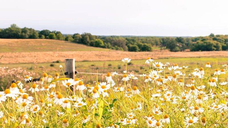 field-flowers-yellow-nature.jpg field-flowers-yellow-nature.jpg