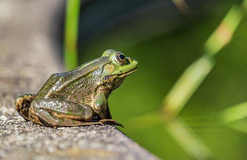 frog-4375792_640.jpg frog-4375792_640.jpg
