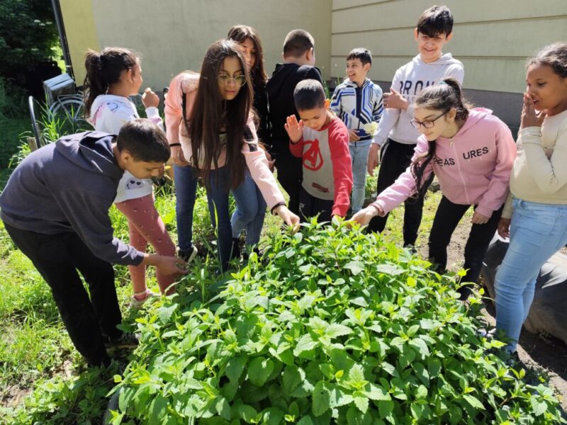 Megküzdési stratégia az ép test-lélek egységéért a gyógynövények erejével Megküzdési stratégia az ép test-lélek egységéért a gyógynövények erejével