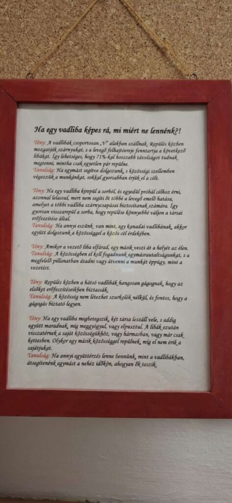 Mint a vadlibák… Mint a vadlibák…