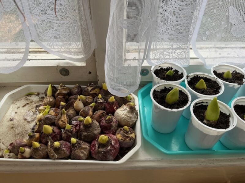 IMG_1868.jpeg IMG_1868.jpeg